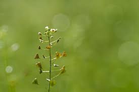 Attēlu rezultāti vaicājumam “Capsella bursa-pastoris flower”