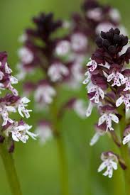 Attēlu rezultāti vaicājumam “Orchis ustulata”