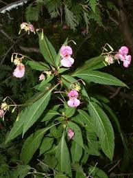 Image result for Impatiens glandulifera