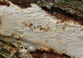 Attēlu rezultāti vaicājumam “Skeletocutis stellae”