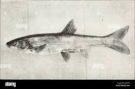 Image result for Mylopharodon conocephalus