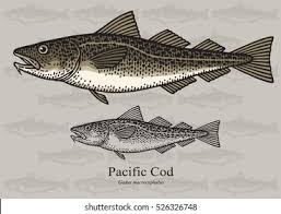 Image result for Gadus macrocephalus
