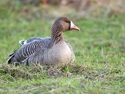 Attēlu rezultāti vaicājumam “Anser albifrons adult”