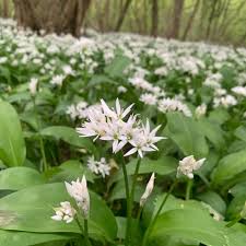 Image result for Allium ursinum