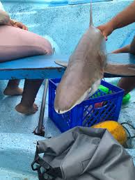 Image result for Nasolamia velox