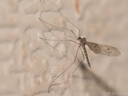 Attēlu rezultāti vaicājumam “Trichia flavicoma macro”