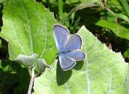 Attēlu rezultāti vaicājumam “Maculinea alcon underside”