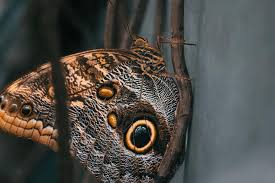 Attēlu rezultāti vaicājumam “Vanessa cardui underside”