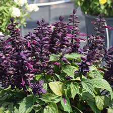 Image result for Salvia splendens