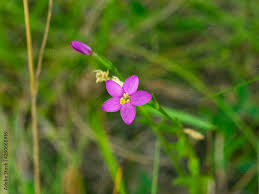 Attēlu rezultāti vaicājumam “Centaurium littorale flower”