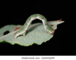 Attēlu rezultāti vaicājumam “Cyclophora pendularia”