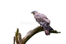 Image result for Pernis apivorus