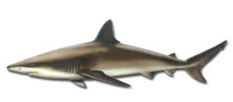 Image result for Carcharhinus brachyurus