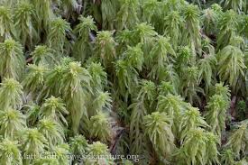 Attēlu rezultāti vaicājumam “Sphagnum quinquefarium”