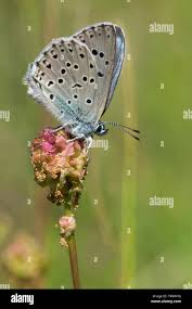 Attēlu rezultāti vaicājumam “Phengaris arion”