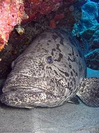 Image result for Epinephelus andersoni