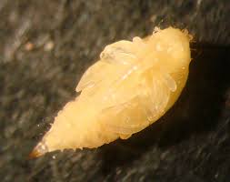 Attēlu rezultāti vaicājumam “Scardia boletella pupa”