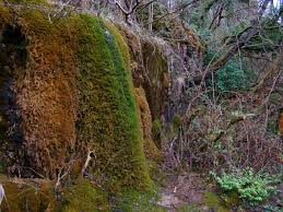Attēlu rezultāti vaicājumam “Palustriella falcata”