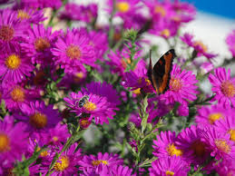 Image result for Aster novi-belgii