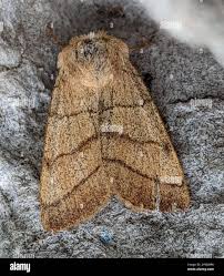 Attēlu rezultāti vaicājumam “Charanyca trigrammica”