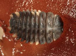 Attēlu rezultāti vaicājumam “Endomychidae”