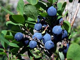 Attēlu rezultāti vaicājumam “Vaccinium uliginosum flower”