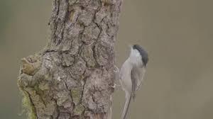 Image result for Poecile montana