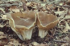 Attēlu rezultāti vaicājumam “Helvella acetabulum”