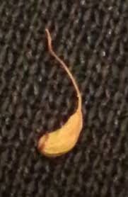 Attēlu rezultāti vaicājumam “Funaria hygrometrica sporophyte”