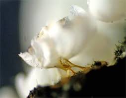 Attēlu rezultāti vaicājumam “Badhamia capsulifera”