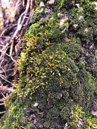 Attēlu rezultāti vaicājumam “Orthotrichum anomalum”