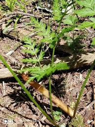 Attēlu rezultāti vaicājumam “Botrychium virginianum”