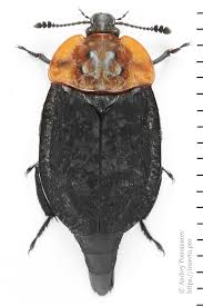 Attēlu rezultāti vaicājumam “Oiceoptoma thoracicum”