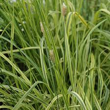 Attēlu rezultāti vaicājumam “Alopecurus pratensis”