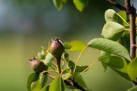 Attēlu rezultāti vaicājumam “Pyrus communis bud”