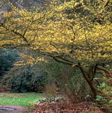 Attēlu rezultāti vaicājumam “Hamamelis virginiana”