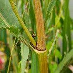 Attēlu rezultāti vaicājumam “Rumex hydrolapathum fruit”