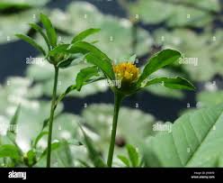 Attēlu rezultāti vaicājumam “Bidens tripartita leaf”