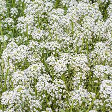 Attēlu rezultāti vaicājumam “Alyssum gmelinii”