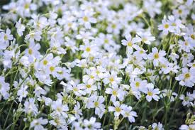 Image result for cerastium tomentosum
