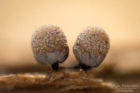 Attēlu rezultāti vaicājumam “Cribraria cancellata stalked”