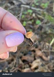 Attēlu rezultāti vaicājumam “Ciboria amentacea”