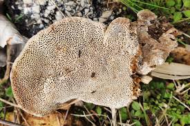 Attēlu rezultāti vaicājumam “Coriolopsis trogii”