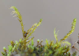 Attēlu rezultāti vaicājumam “Cratoneuron filicinum”