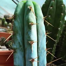 Attēlu rezultāti vaicājumam “Trichia erecta macro”