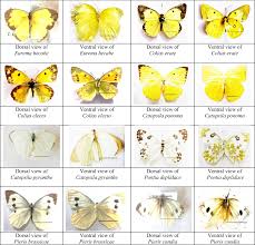 Attēlu rezultāti vaicājumam “Pieridae”