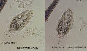 Attēlu rezultāti vaicājumam “Hemitrichia chrysospora macro”