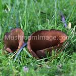 Attēlu rezultāti vaicājumam “Otidea bufonia”