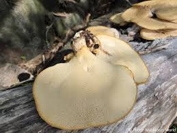 Attēlu rezultāti vaicājumam “Polyporus squamosus”