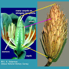 Attēlu rezultāti vaicājumam “Liriodendron tulipifera fruit”